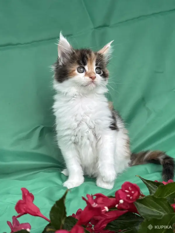 Кошки - Мейн-кун котята - Вся Беларусь - Фото 11 Мейн-кун котята - Вся Беларусь - 251799 - Доска объявлений Kupika.by - Фото 11