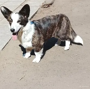Взрослая девочка корги