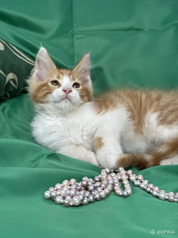 Кошки - Мейн-кун котята - Вся Беларусь - Фото 6 Мейн-кун котята - Вся Беларусь - 251799 - Доска объявлений Kupika.by - Фото 6