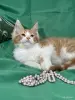 Кошки - Мейн-кун котята - Вся Беларусь - Фото 6 Мейн-кун котята - Вся Беларусь - 251799 - Доска объявлений Kupika.by - Фото 6