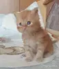 Мейн-кун - Столин - 250950 - Доска объявлений Kupika.by - Фото 9