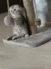 Кошки - Шотландские котята - Вся Беларусь - Фото 5 Шотландские котята - Вся Беларусь - 252710 - Доска объявлений Kupika.by - Фото 5