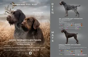 Щенки немецкого дратхаара