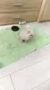 Мальчики померанского шпица - Вся Беларусь - 250689 - Доска объявлений Kupika.by - Фото 4