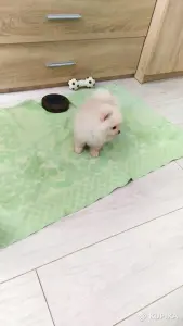 Мальчики померанского шпица