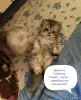 Кошки - Котята Хайленд, Скоттиш Страйт - Вся Беларусь - Фото 2 Котята Хайленд, Скоттиш Страйт - Вся Беларусь - 251712 - Доска объявлений Kupika.by - Фото 2