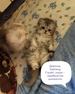 Котята Хайленд, Скоттиш Страйт