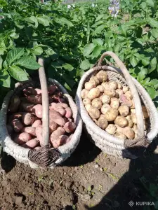 Молодой картофель