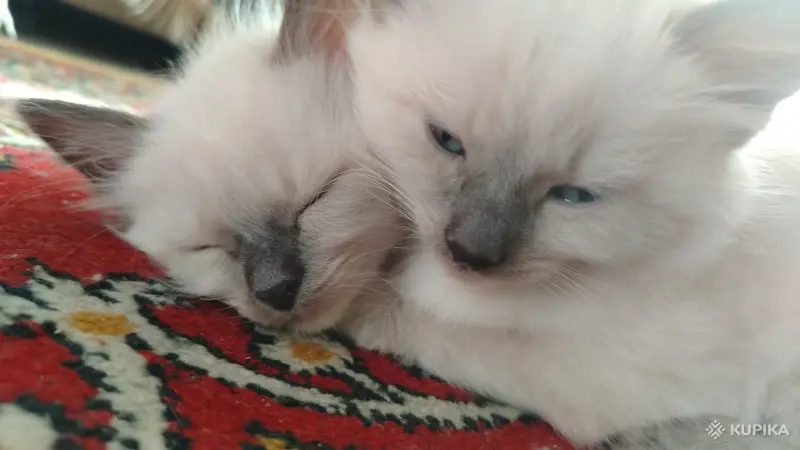 Котята невские маскарадные