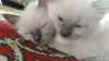 Котята невские маскарадные - Вся Беларусь - 251004 - Доска объявлений Kupika.by
