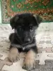 Собаки - Щенки немецкой овчарки - Вся Беларусь - Фото 7 Щенки немецкой овчарки - Вся Беларусь - 251603 - Доска объявлений Kupika.by - Фото 7