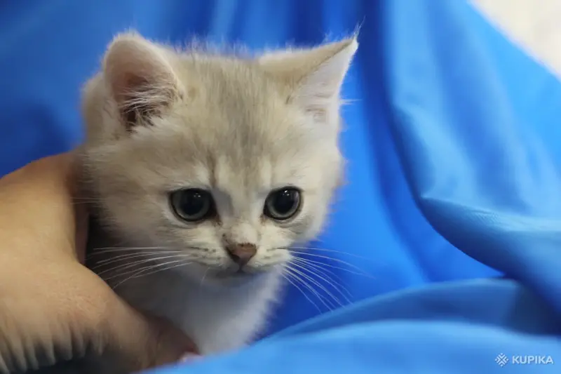 Кошки - Шотландские котята - Вся Беларусь - Фото 4 Шотландские котята - Вся Беларусь - 252149 - Доска объявлений Kupika.by - Фото 4