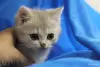 Кошки - Шотландские котята - Вся Беларусь - Фото 4 Шотландские котята - Вся Беларусь - 252149 - Доска объявлений Kupika.by - Фото 4
