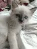 Котята невские маскарадные - Вся Беларусь - 251004 - Доска объявлений Kupika.by - Фото 4