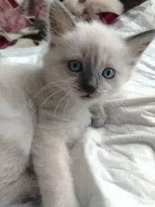 Котята невские маскарадные