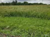 Корма для животных - Дарю траву на корню,самовывоз - Вся Беларусь Дарю траву на корню,самовывоз - Вся Беларусь - 252151 - Доска объявлений Kupika.by