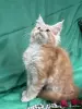 Кошки - Мейн-кун котята - Вся Беларусь - Фото 7 Мейн-кун котята - Вся Беларусь - 251799 - Доска объявлений Kupika.by - Фото 7