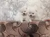 Щенки белого померанского шпица - Вся Беларусь - 253156 - Доска объявлений Kupika.by - Фото 4