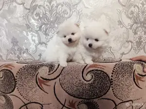 Щенки белого померанского шпица