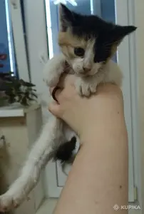 Котёнок в дар