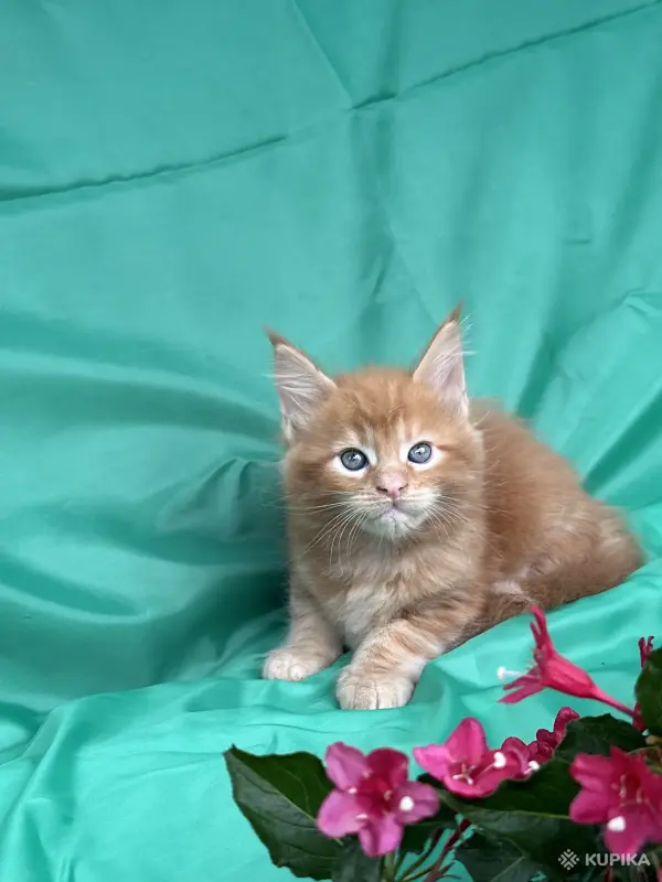 Кошки - Мейн-кун котята - Вся Беларусь - Фото 13 Мейн-кун котята - Вся Беларусь - 251799 - Доска объявлений Kupika.by - Фото 13