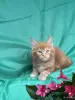 Кошки - Мейн-кун котята - Вся Беларусь - Фото 13 Мейн-кун котята - Вся Беларусь - 251799 - Доска объявлений Kupika.by - Фото 13