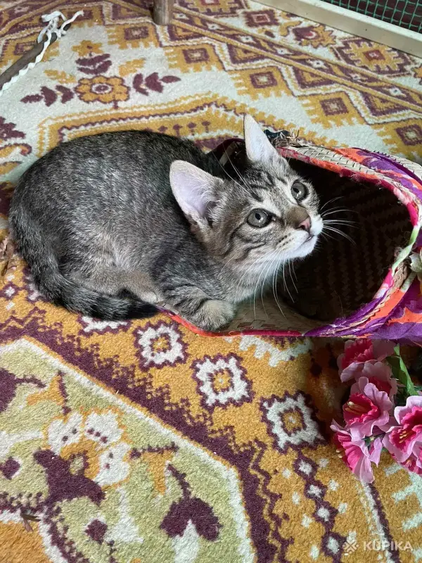 Кошки - Котята в дар - Вся Беларусь - Фото 4 Котята в дар - Вся Беларусь - 252024 - Доска объявлений Kupika.by - Фото 4