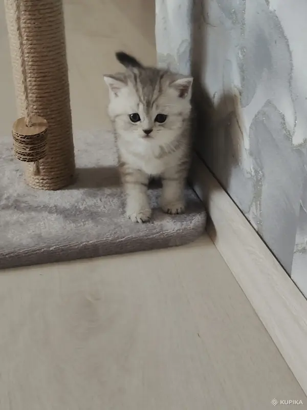 Кошки - Шотландские котята - Вся Беларусь - Фото 8 Шотландские котята - Вся Беларусь - 252710 - Доска объявлений Kupika.by - Фото 8