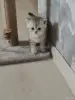 Кошки - Шотландские котята - Вся Беларусь - Фото 8 Шотландские котята - Вся Беларусь - 252710 - Доска объявлений Kupika.by - Фото 8