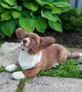 Красивая девочка корги кардиган