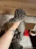 Котята - Вся Беларусь - 252581 - Доска объявлений Kupika.by - Фото 3