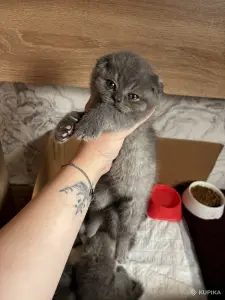Котята