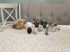 Элементы интерьера - Разные фигурки с изображением совы - Вся Беларусь Разные фигурки с изображением совы - Вся Беларусь - 252537 - Доска объявлений Kupika.by