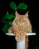 Кошки - Чистокровный Мальчик МЕЙН-КУН. - Вся Беларусь - Фото 9 Чистокровный Мальчик МЕЙН-КУН. - Вся Беларусь - 256344 - Доска объявлений Kupika.by - Фото 9