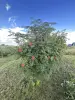 Ровный участок 8 соток в 25км от Минска, 380в на участке, частная собственность - Вся Беларусь - 257497 - Доска объявлений Kupika.by - Фото 11