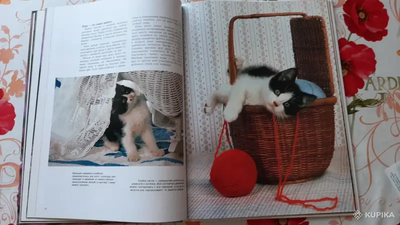 Книги, журналы - Маркус Шнек. "Котята". Фотоиллюстрации. - Вся Беларусь - Фото 7 Маркус Шнек. "Котята". Фотоиллюстрации. - Вся Беларусь - 256303 - Доска объявлений Kupika.by - Фото 7