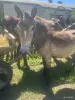 Сельскохозяйственные животные - Жеребчик - Вся Беларусь - Фото 4 Жеребчик - Вся Беларусь - 255863 - Доска объявлений Kupika.by - Фото 4