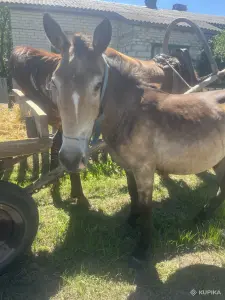 Жеребчик