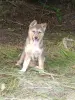 Щенок - Вся Беларусь - 255391 - Доска объявлений Kupika.by - Фото 5