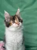 Кошки - Котята мейн-кун - Вся Беларусь - Фото 10 Котята мейн-кун - Вся Беларусь - 253681 - Доска объявлений Kupika.by - Фото 10