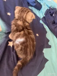 Шотландский вислоухий мальчик
