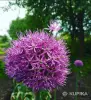 Семена и луковицы - Лук Суворова - Вся Беларусь Лук Суворова - Вся Беларусь - 255500 - Доска объявлений Kupika.by