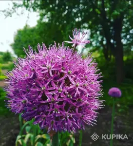 Лук Суворова