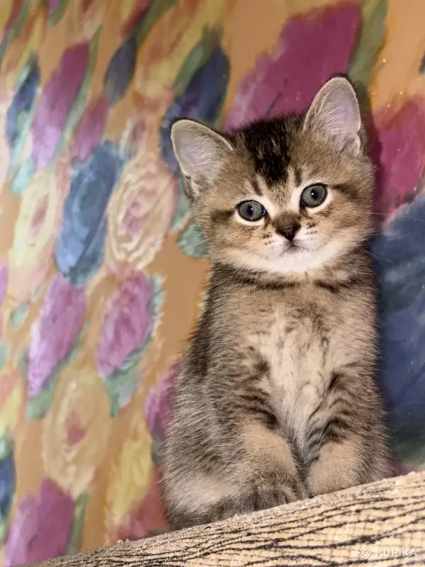 Кошки - Шотландские котята - Вся Беларусь - Фото 3 Шотландские котята - Вся Беларусь - 255076 - Доска объявлений Kupika.by - Фото 3