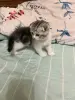Кошки - Шотландская девочка - Вся Беларусь - Фото 4 Шотландская девочка - Вся Беларусь - 255748 - Доска объявлений Kupika.by - Фото 4
