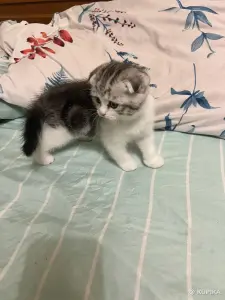 Шотландская девочка