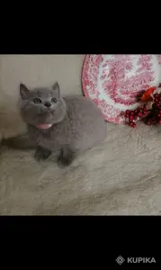 Британские Котята Без примеси других пород