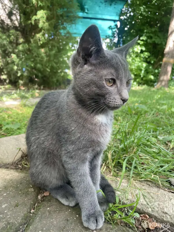 Кошки - Котята в дар - Вся Беларусь - Фото 3 Котята в дар - Вся Беларусь - 253508 - Доска объявлений Kupika.by - Фото 3