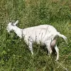 Дойные козы и козлята - Вся Беларусь - 254401 - Доска объявлений Kupika.by - Фото 3