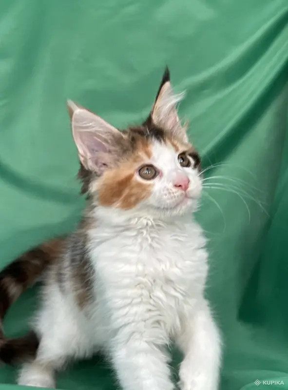 Кошки - Котята мейн-кун - Вся Беларусь - Фото 3 Котята мейн-кун - Вся Беларусь - 253681 - Доска объявлений Kupika.by - Фото 3